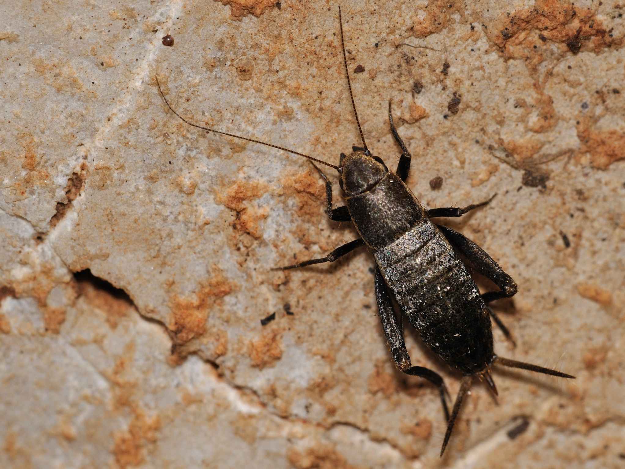 Gryllidae - Mogoplistes brunneus